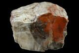 Red/Black, Polished Petrified Wood (Araucarioxylon) - Arizona #165983-1